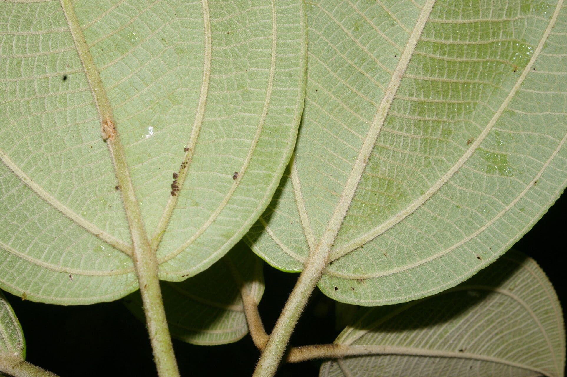 Meriania 7