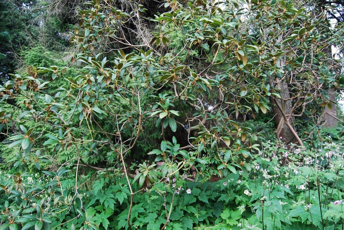 Rododendro 6