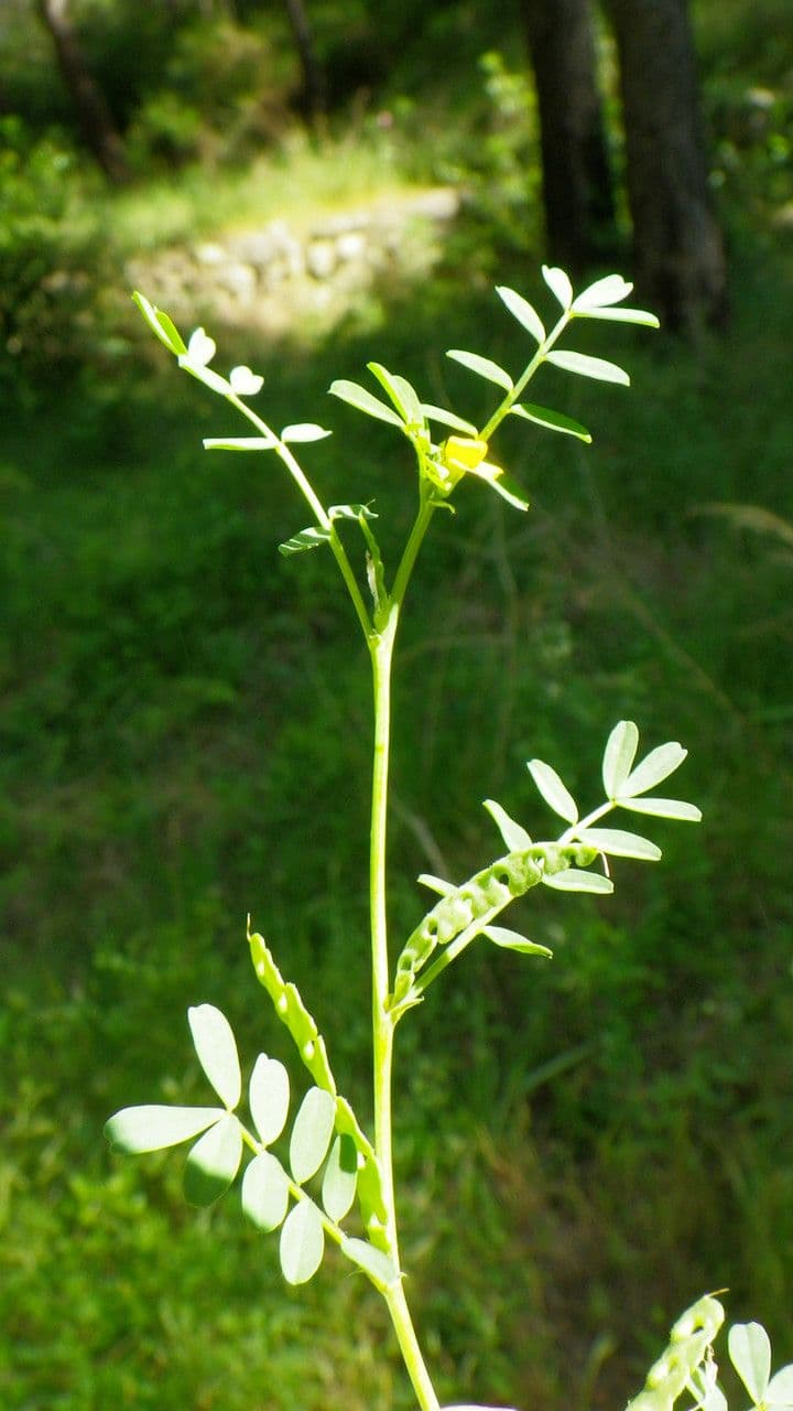Korunice dvoukvětá 25