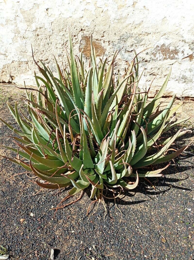 Aloe 4