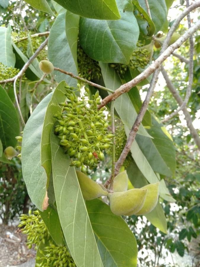 Sterculia