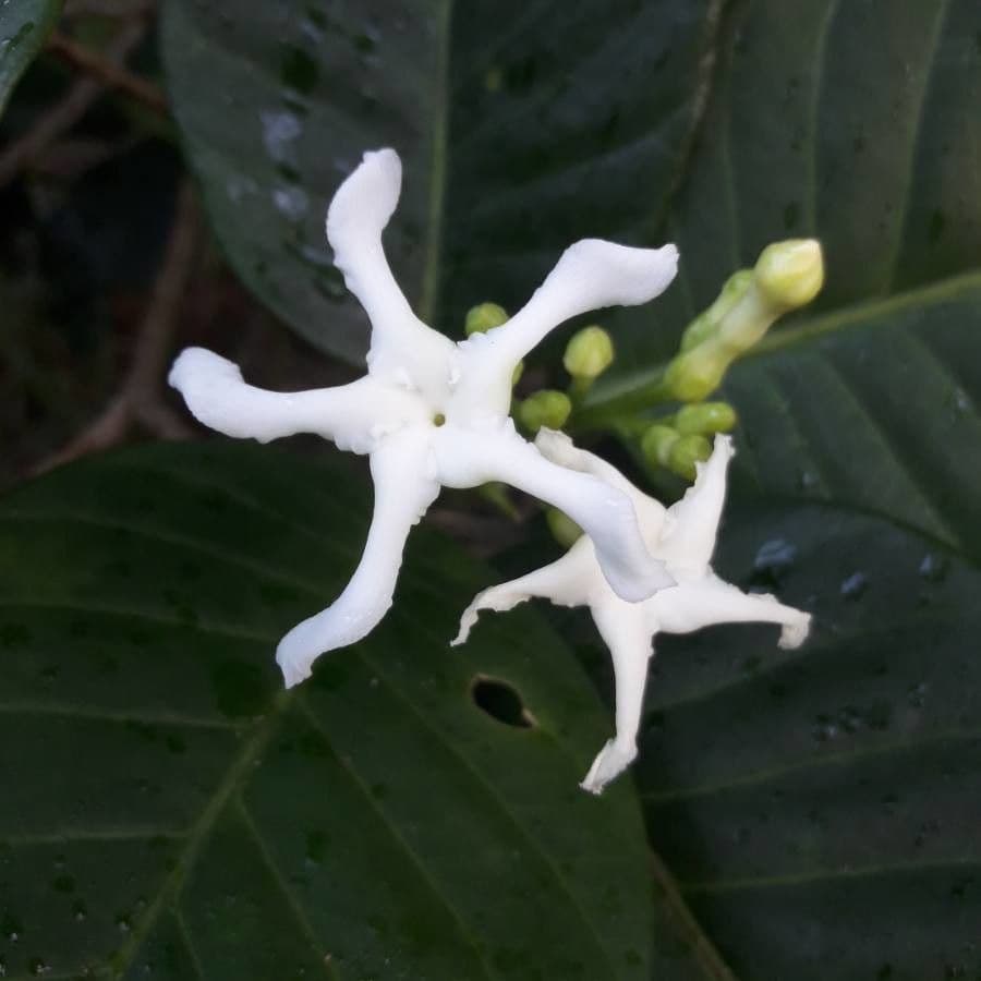 Tabernaemontana 10