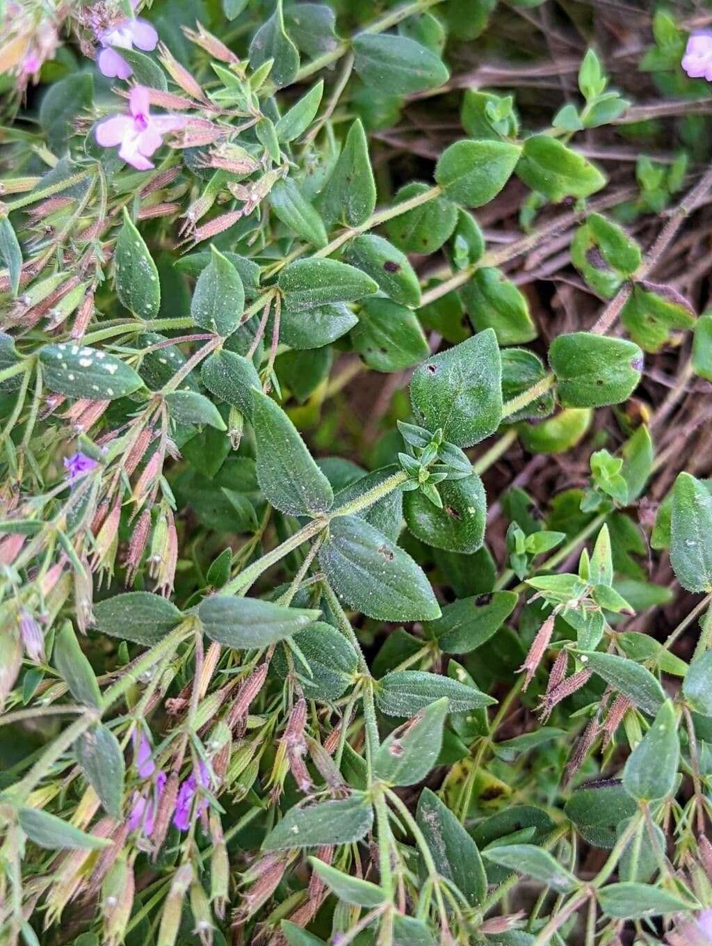 Micromeria 6