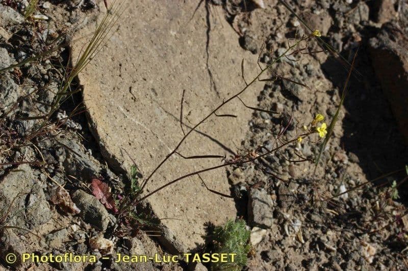 Diplotaxis ilorcitana 7
