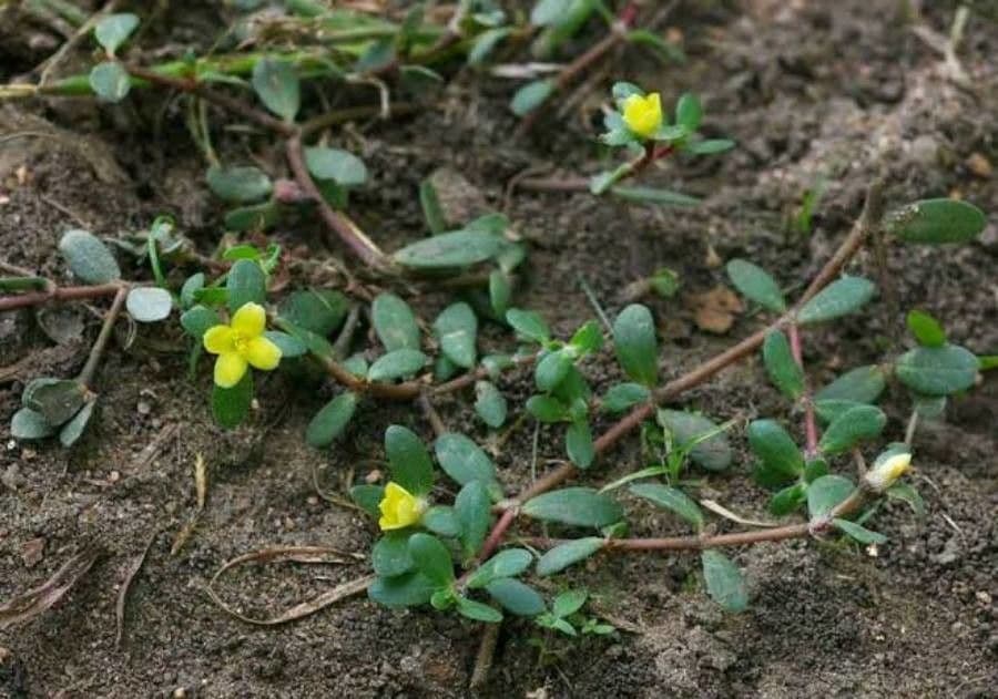 Portulaca 4