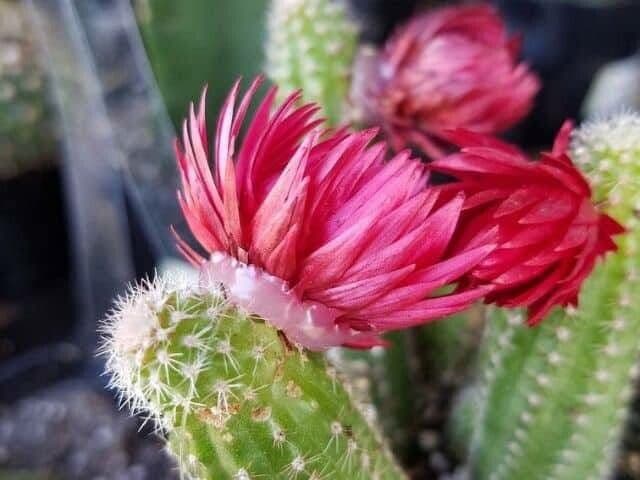 Cleistocactus 4