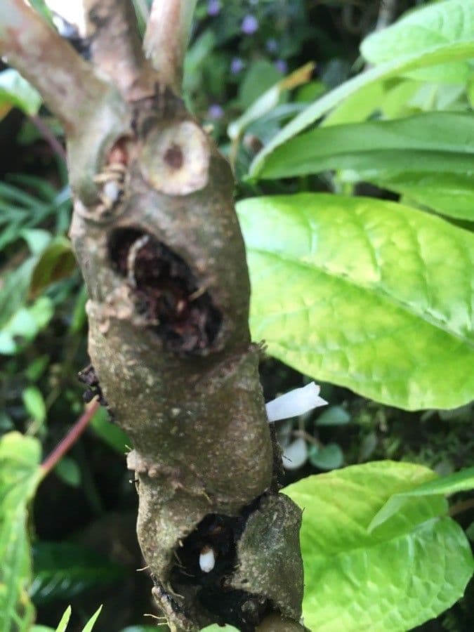 Myrmecodia