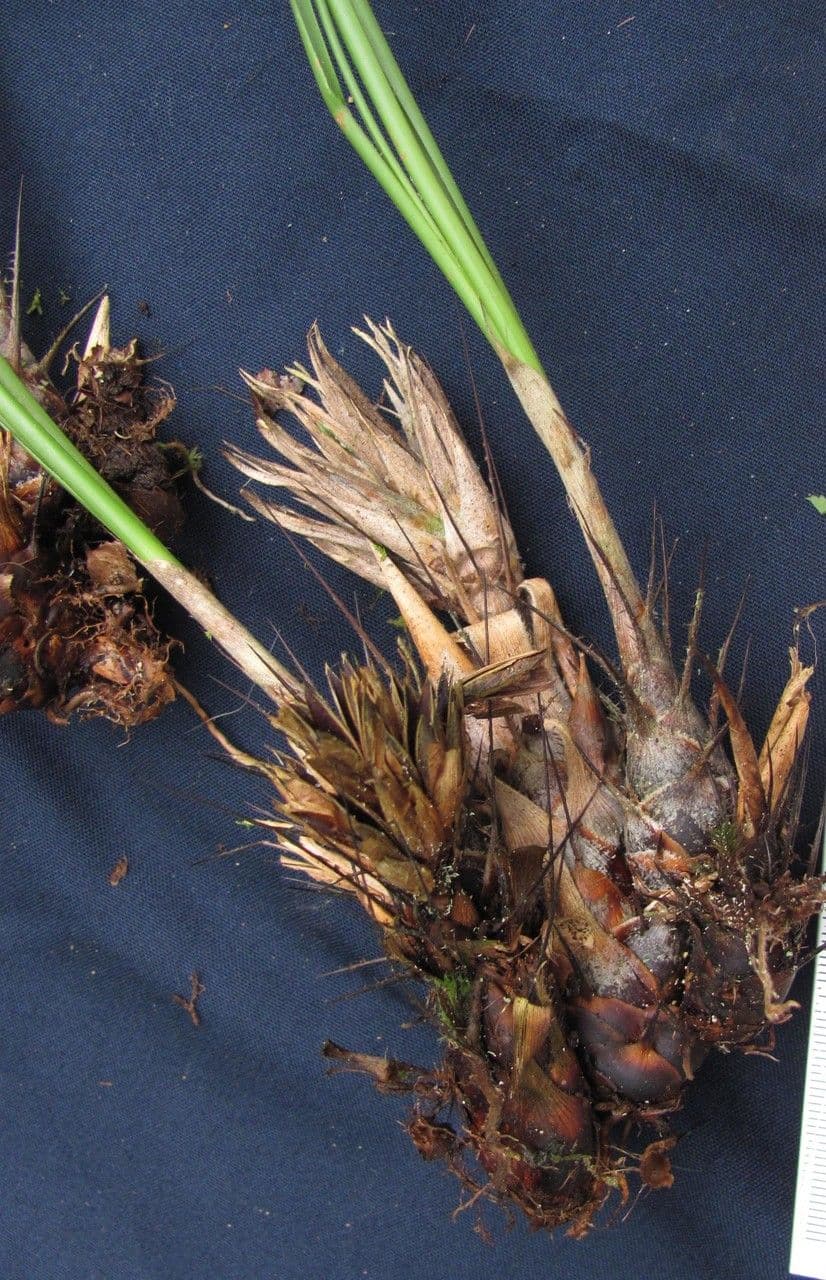 Pitcairnia 5