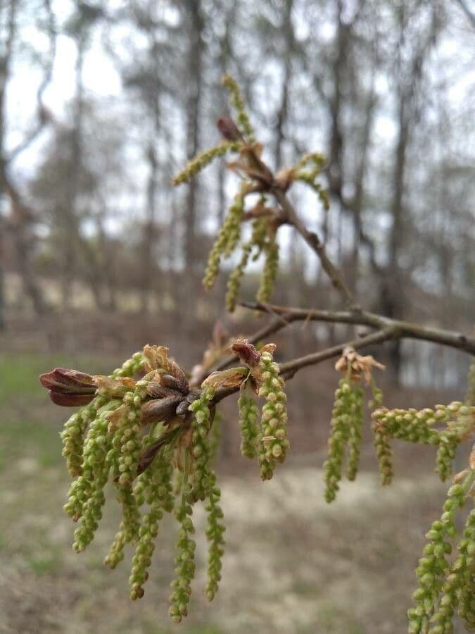 Quercia nera 6