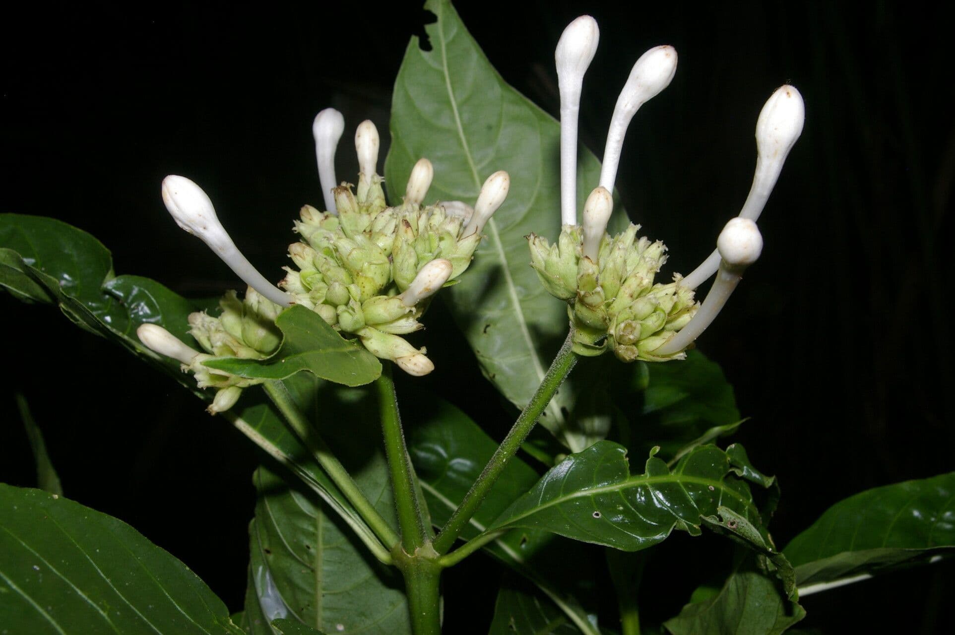 Palicourea 3