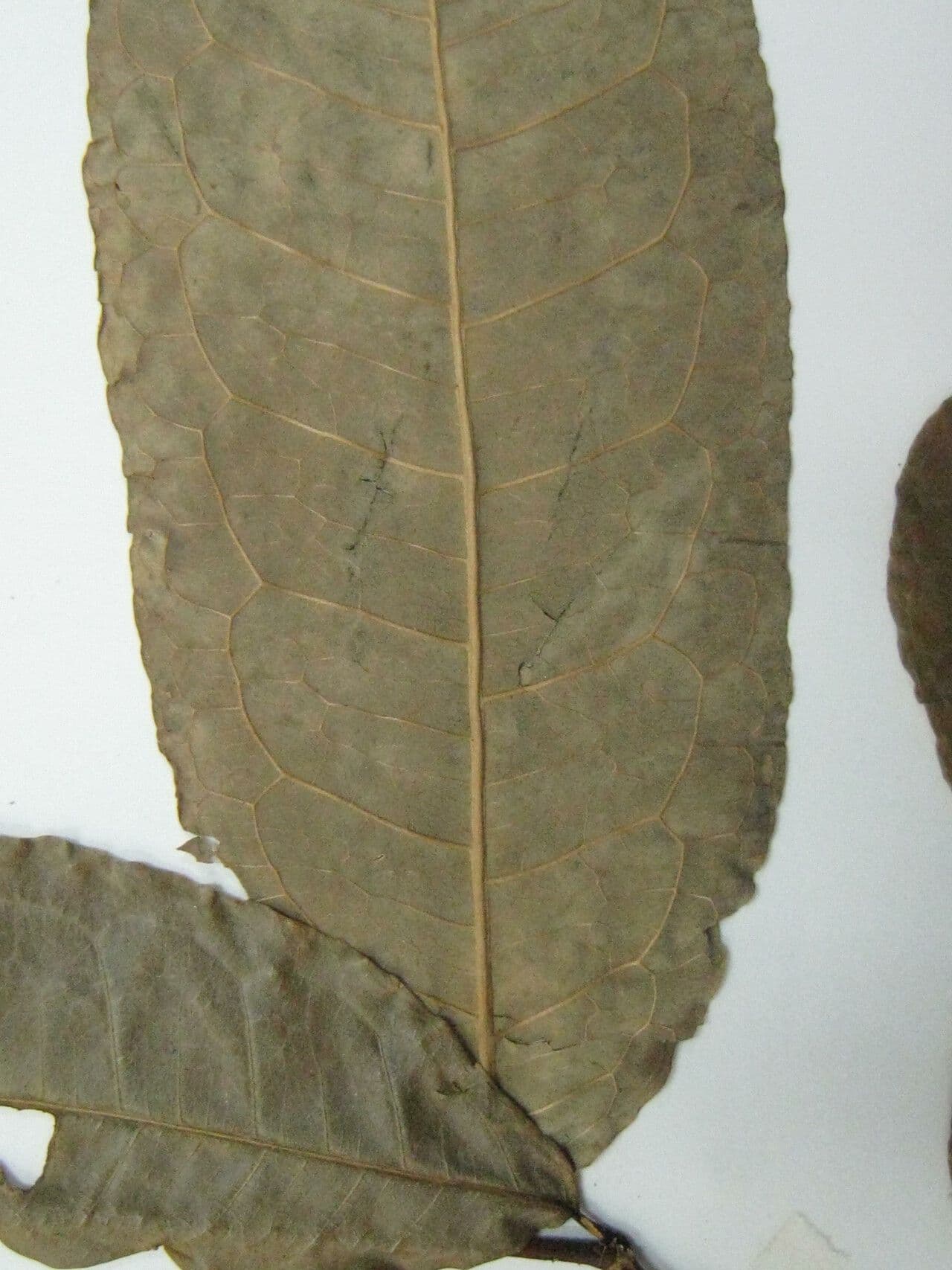 Mabea speciosa 5