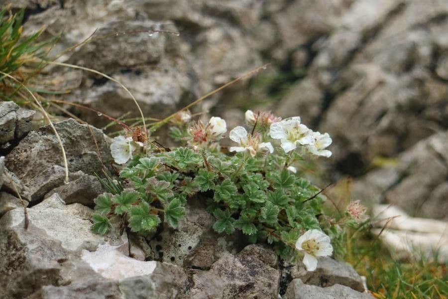 Mochna Clusiova 4