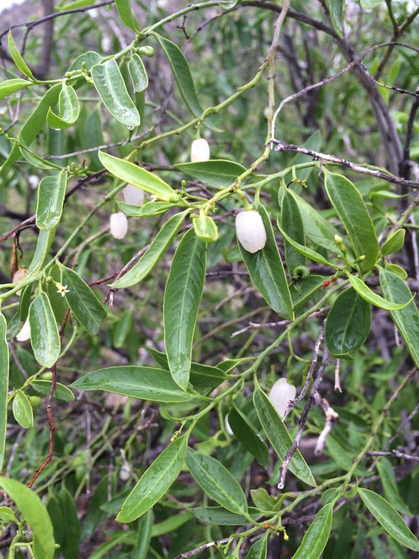 Vallesia 8