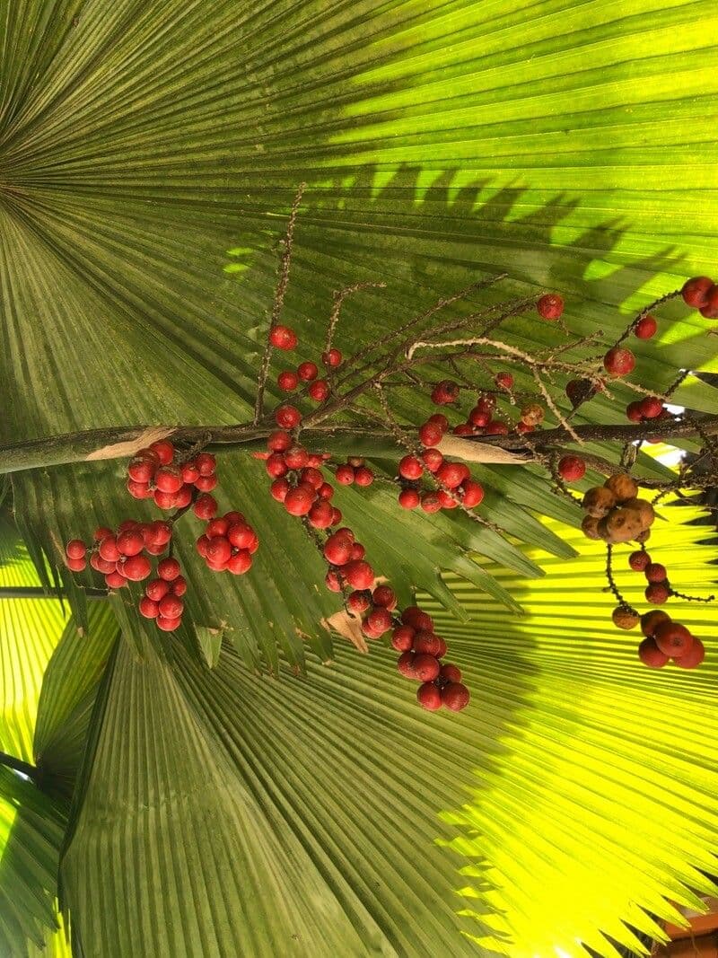 Palma a ventaglio di Vanuatu 4