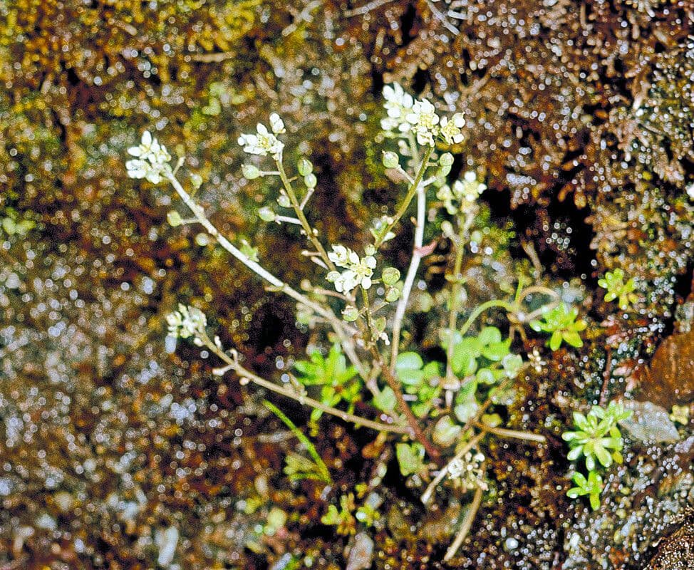 Cochlearia