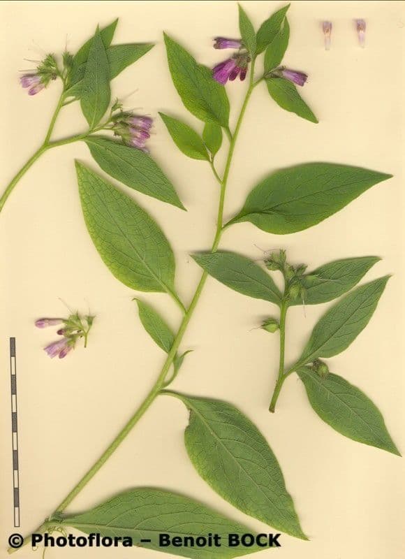 Consolida aspra 27