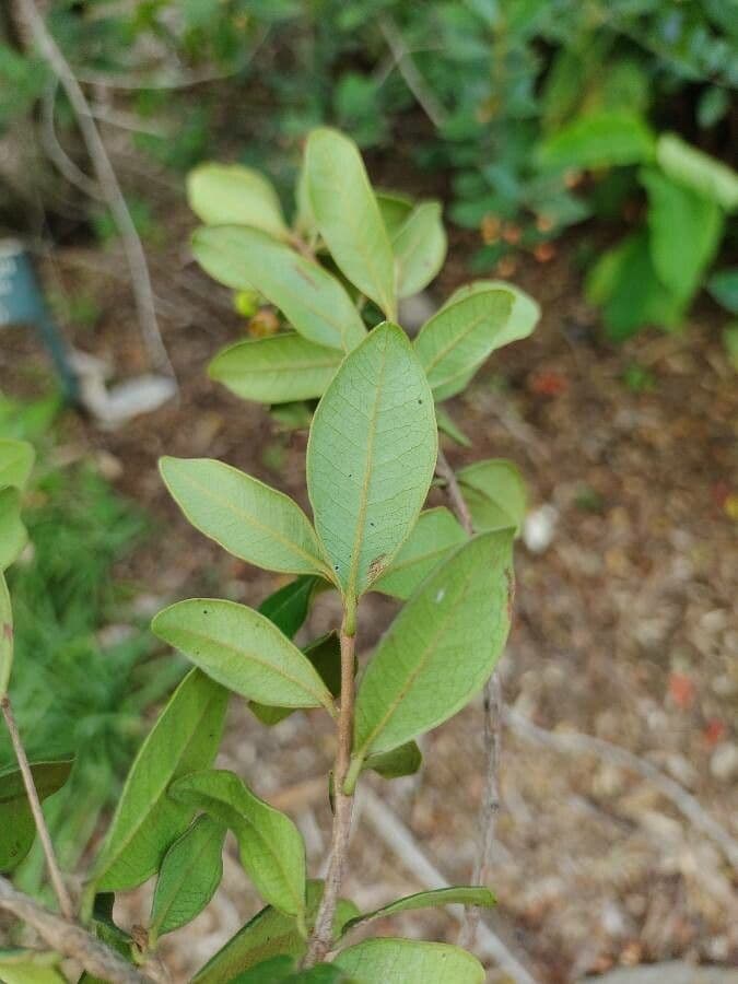 Myrcia 5