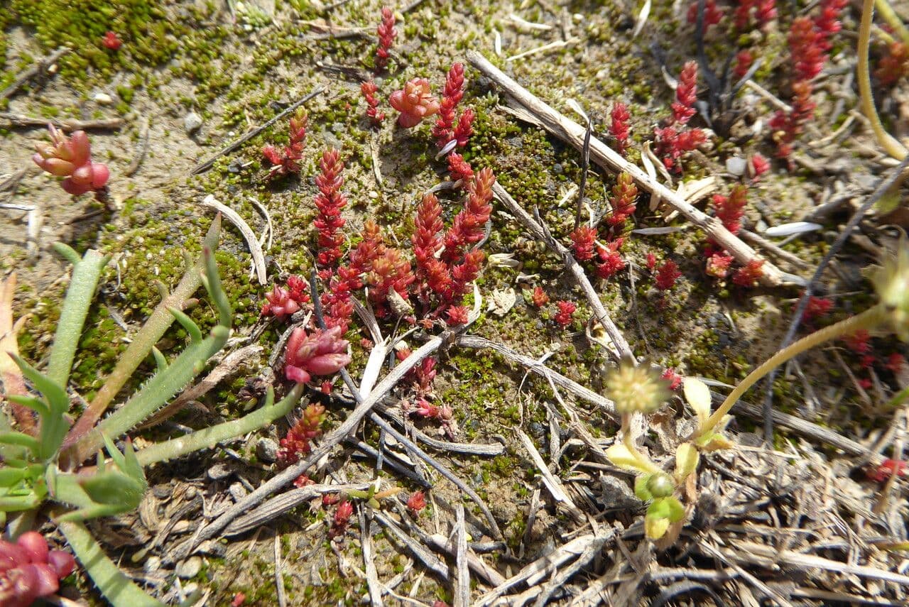 Moos-Dickblatt 13