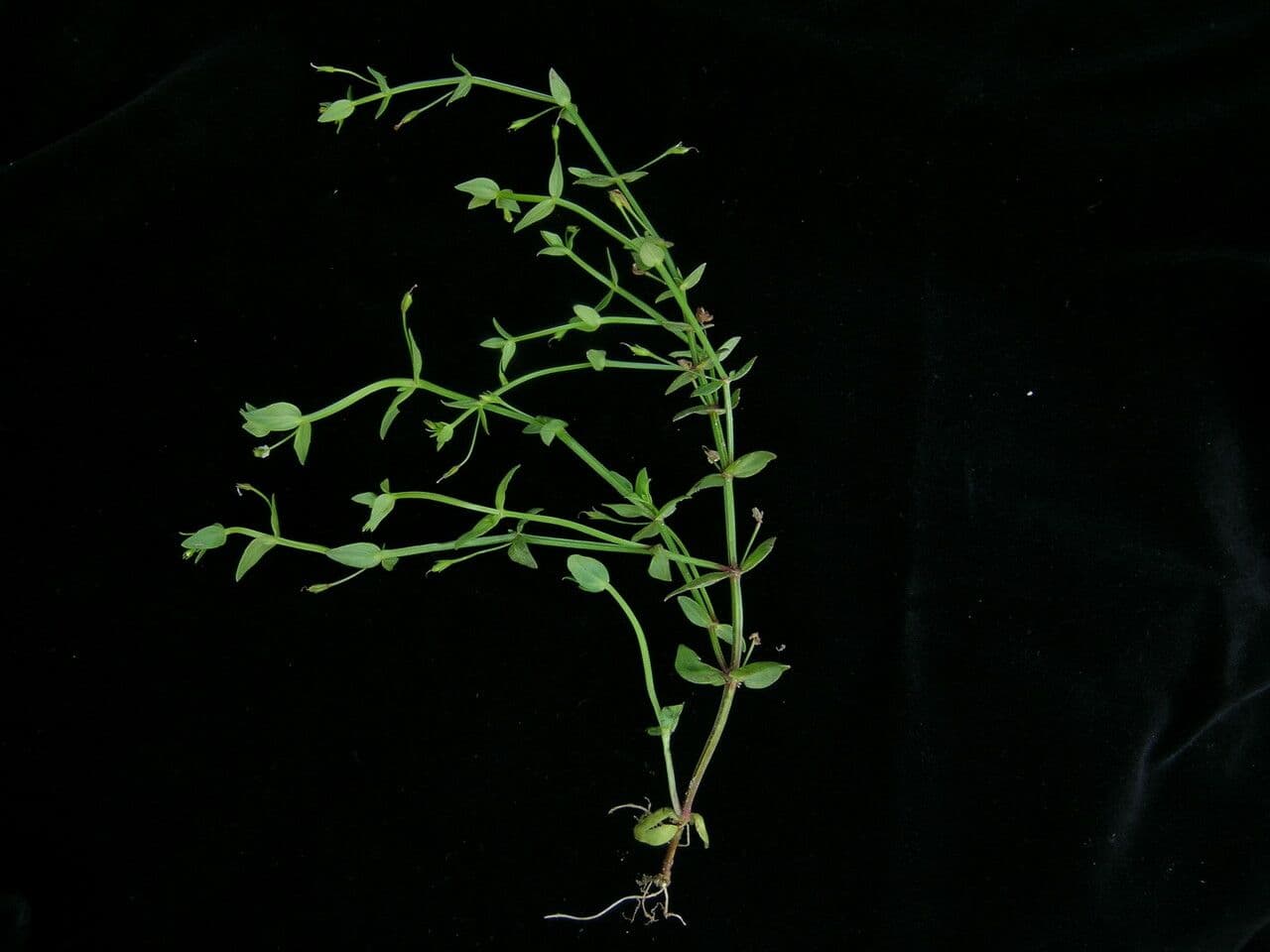 Lindernia parviflora