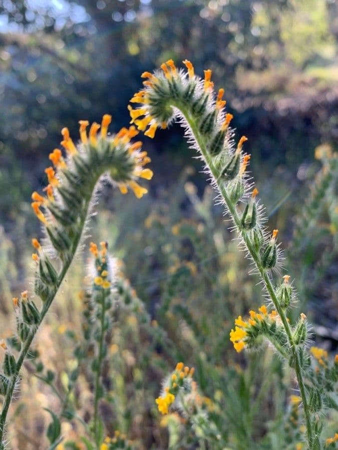 Amsinckia di Menzies 5