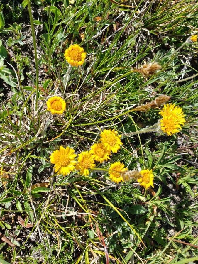 Erigeron dorato