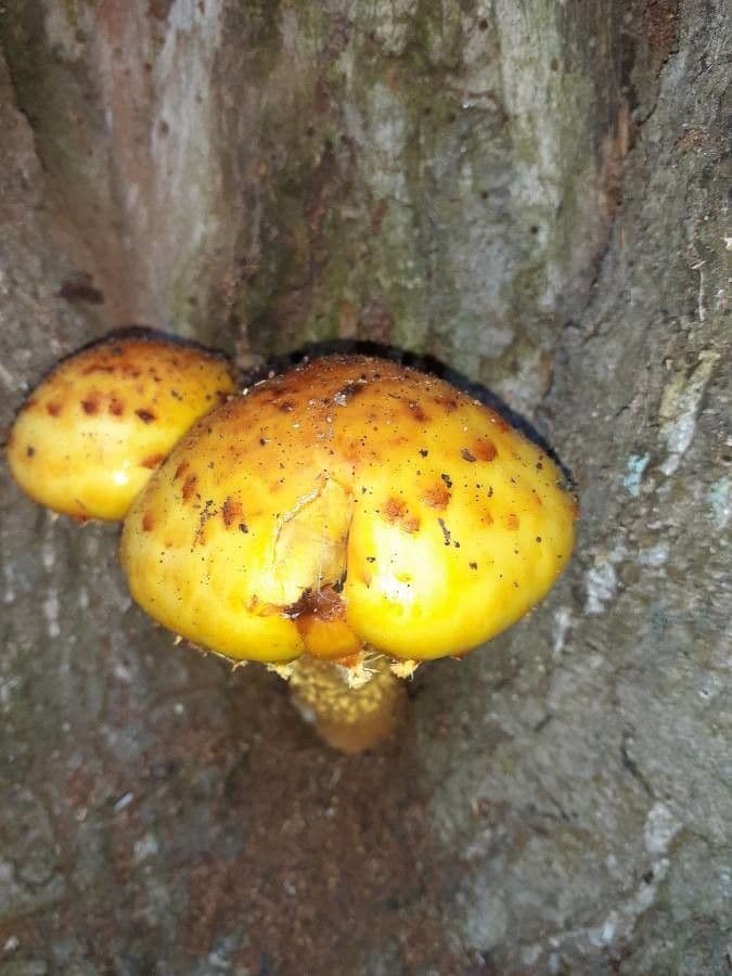 Jackfruit 5