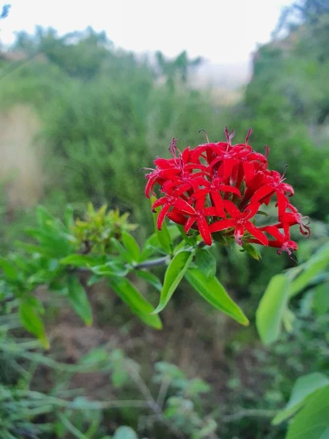 Rhodopentas