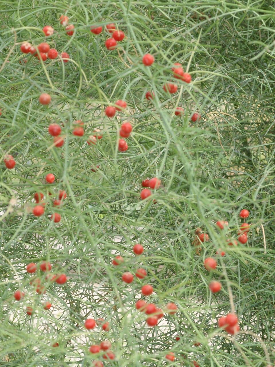 Asparago verticillato