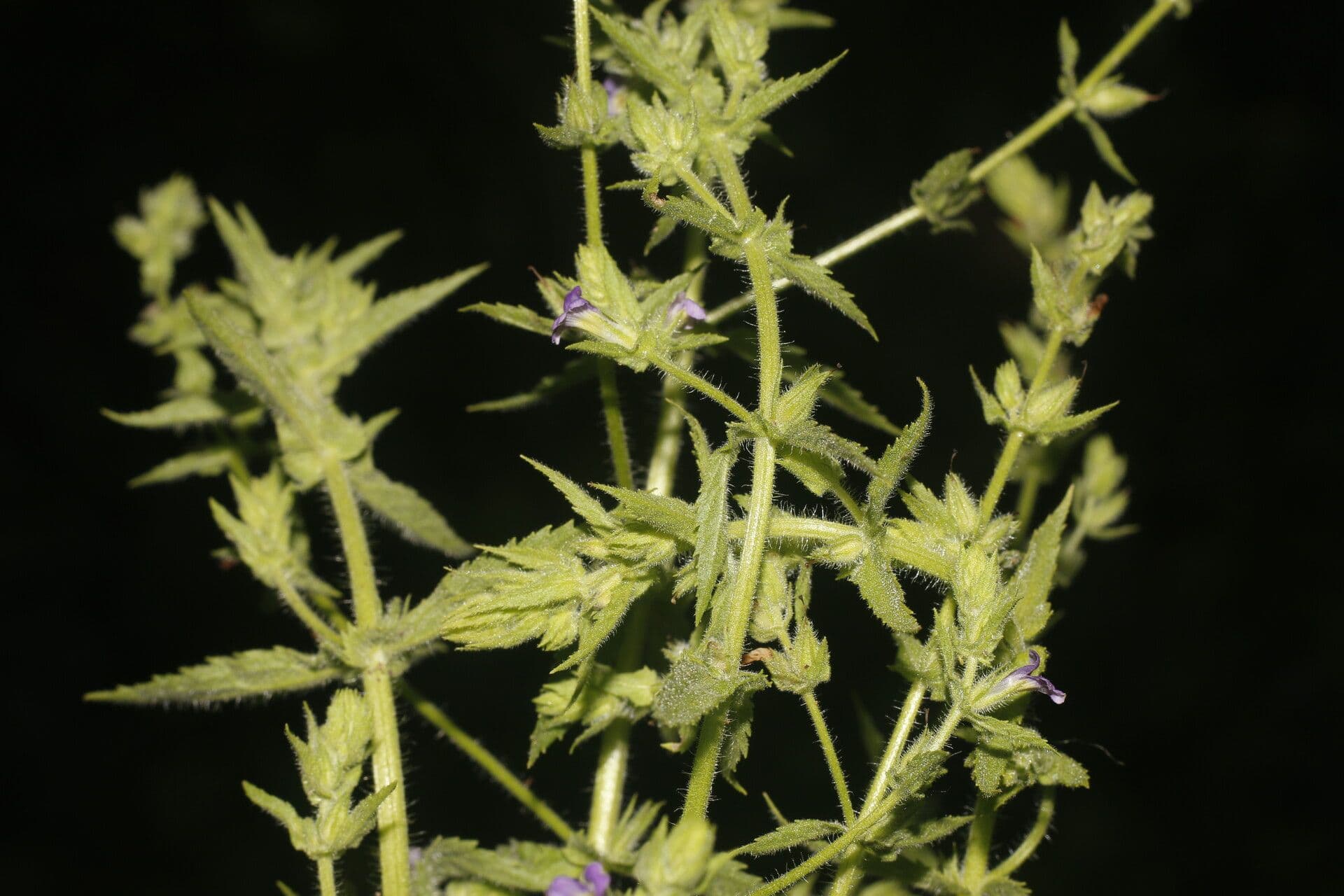 Stemodia durantifolia 7