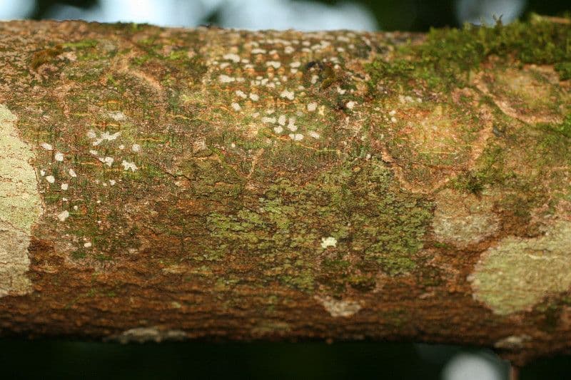 Achiote 21