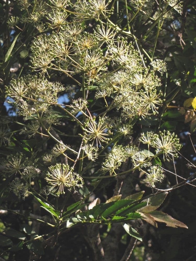 Myodocarpus 5