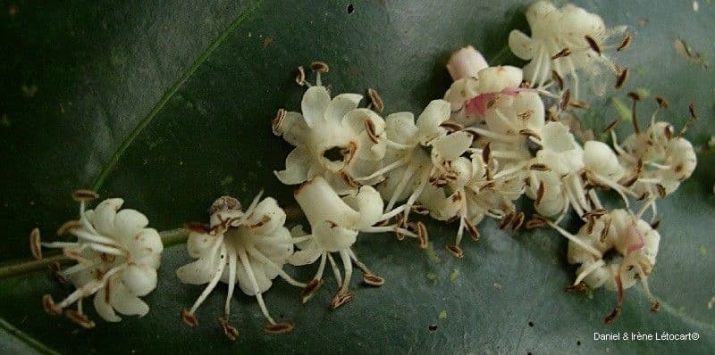 Pycnandra 3