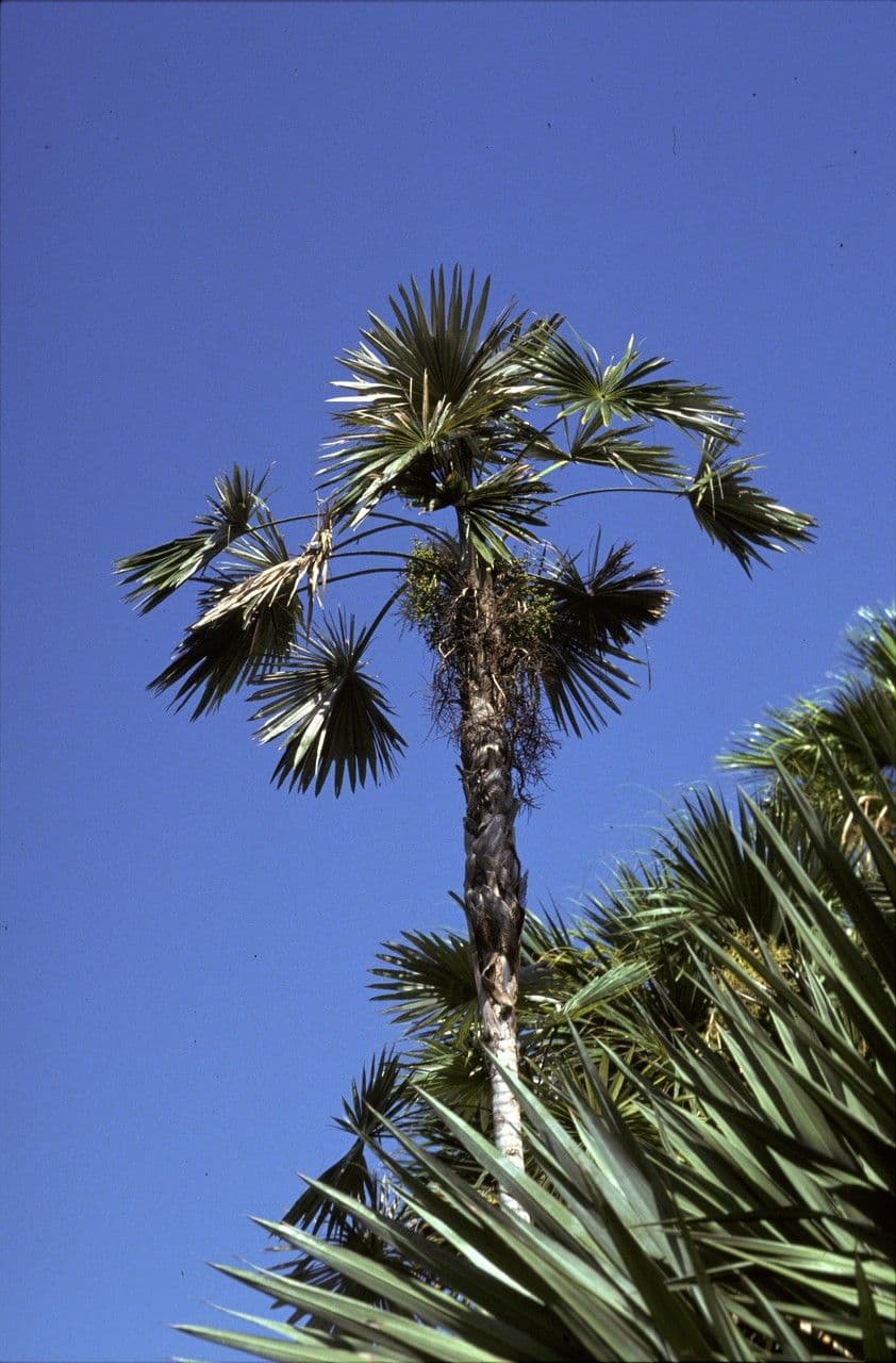 Palma Miraguama