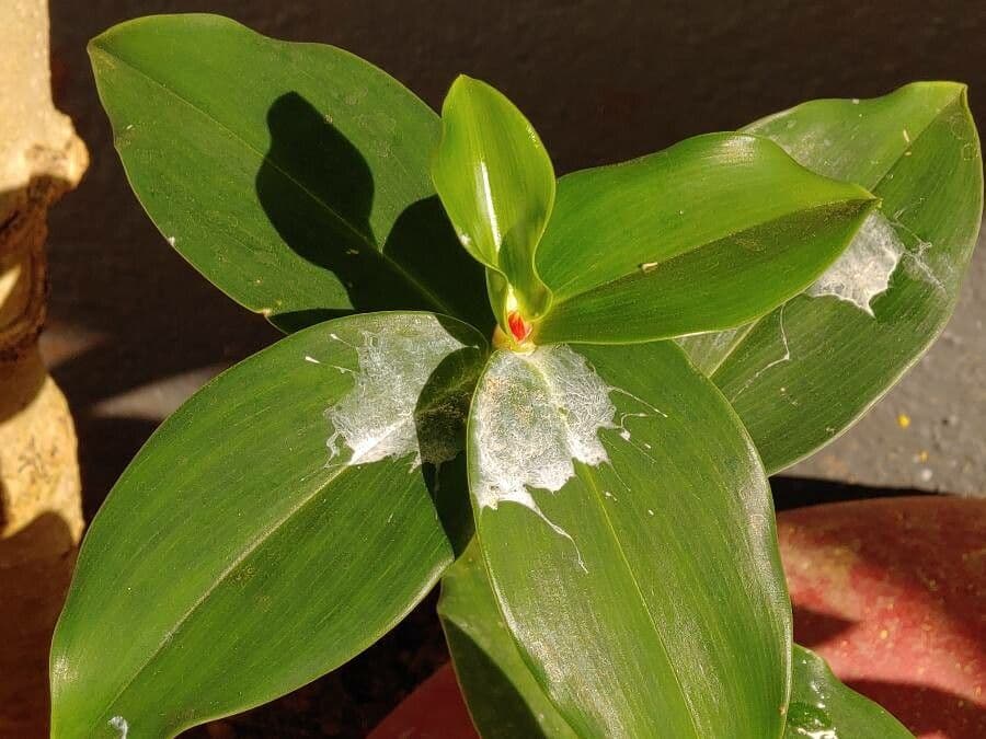 Costus 13