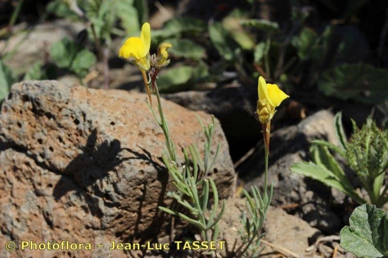 Linaria oblongifolia 10