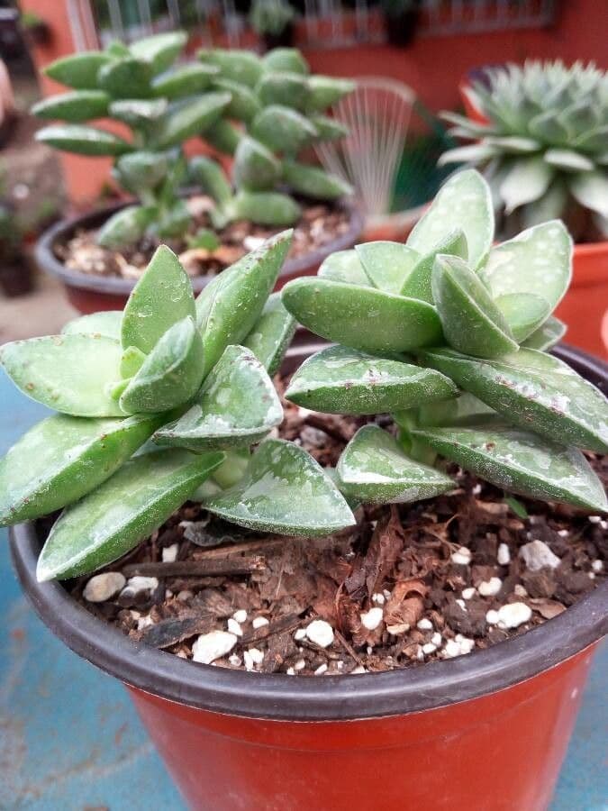 Crassula 9