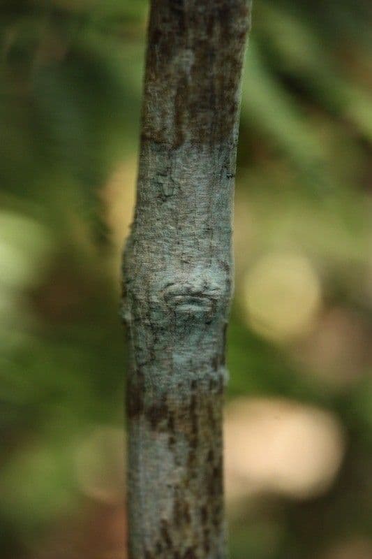 Psychotria 13