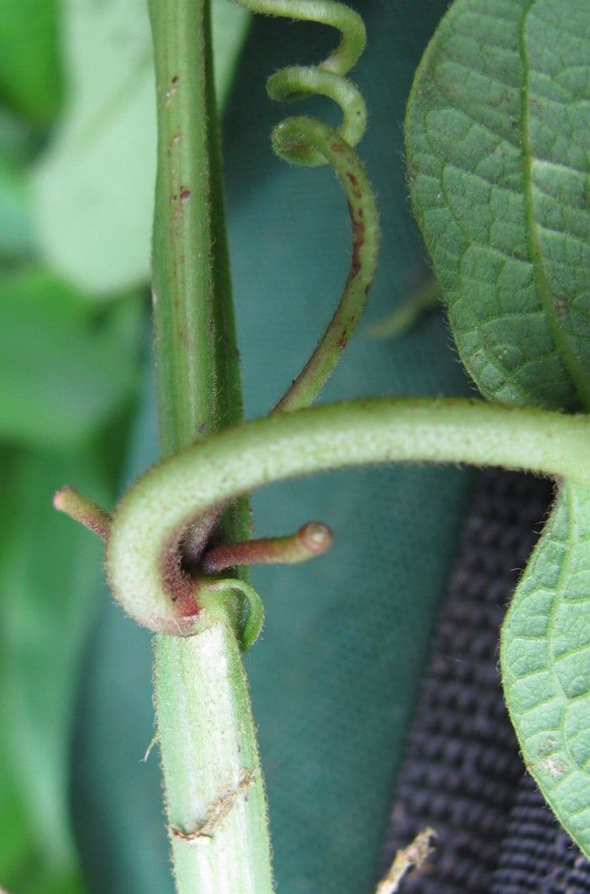 Passiflora 6