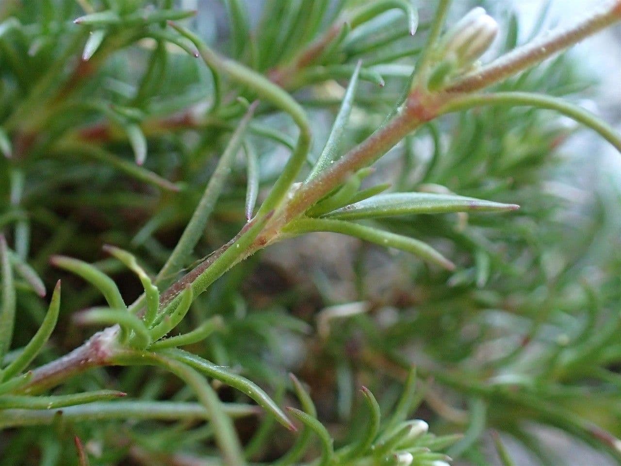 Centonchio perenne 17