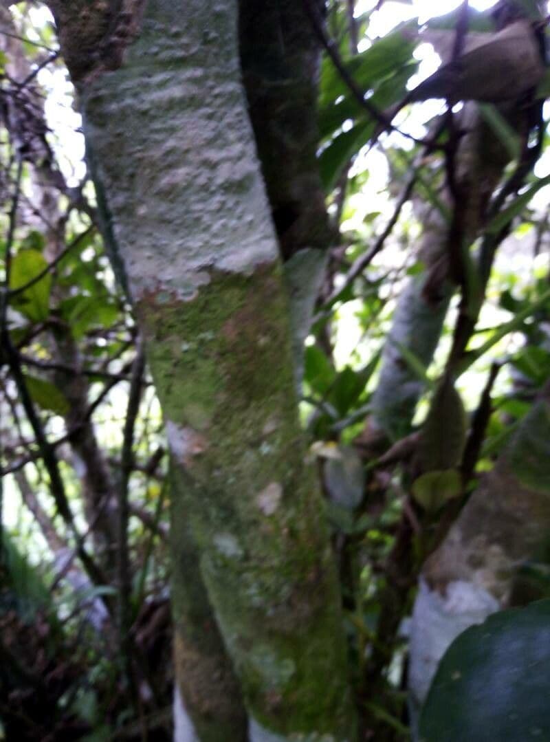 Chrysochlamys 13