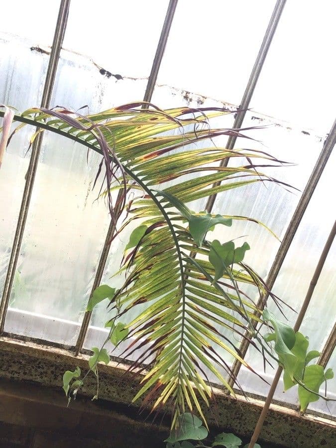 Dypsis