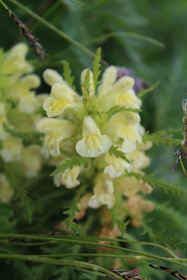 Pedicularis frondosa 9
