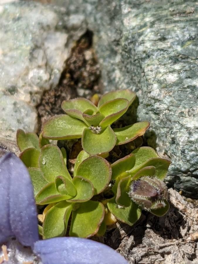Campanula di Cenis 14