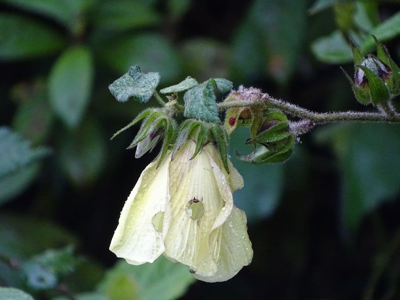 Pavonia 2