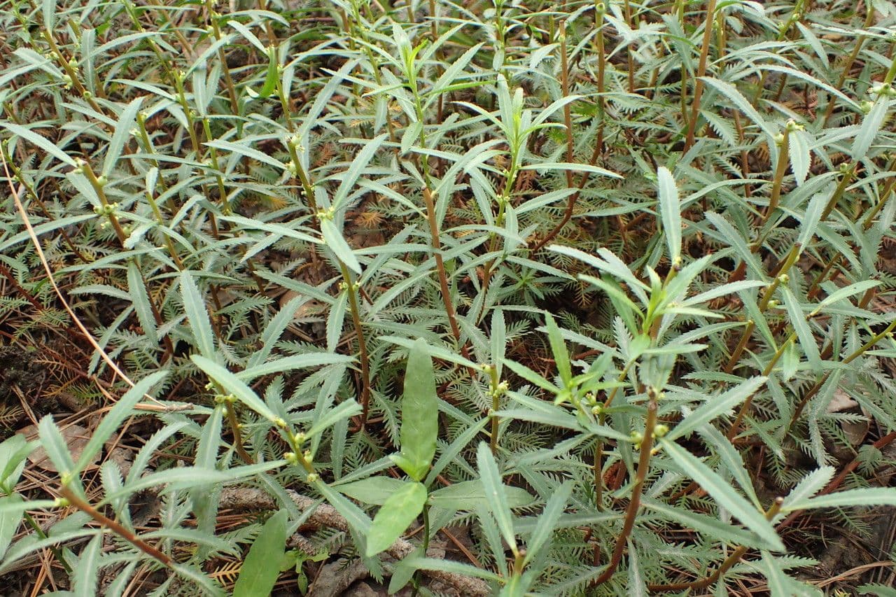 Proserpinaca palustris 2