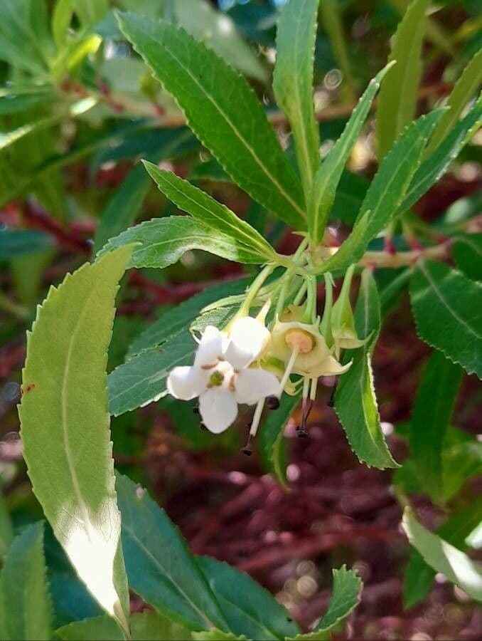 Escallonia 3