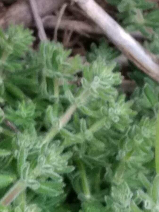 Galium 15