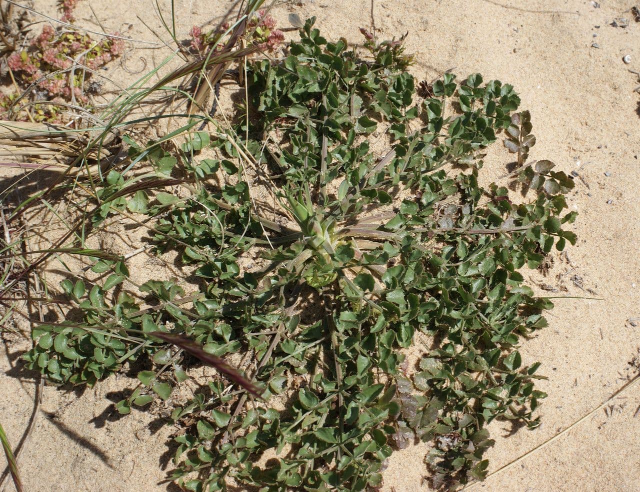 Pimpinella 4