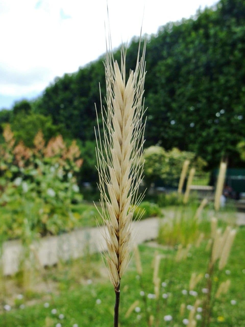 Orzo bulboso 5