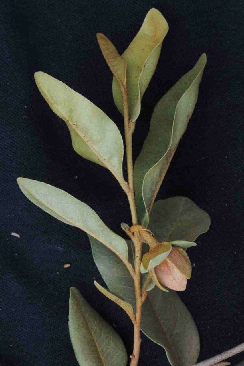 Duguetia 14